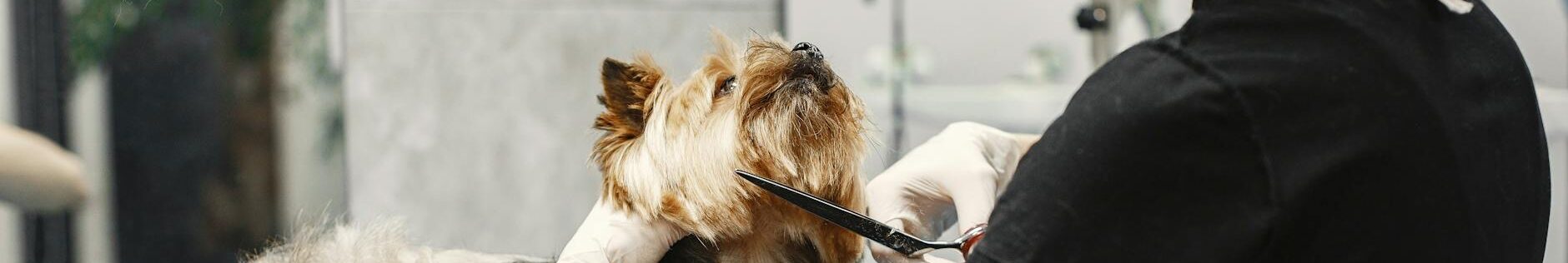 a woman grooming a dog